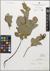 Foto von Salix myrsinifolia Salisb.